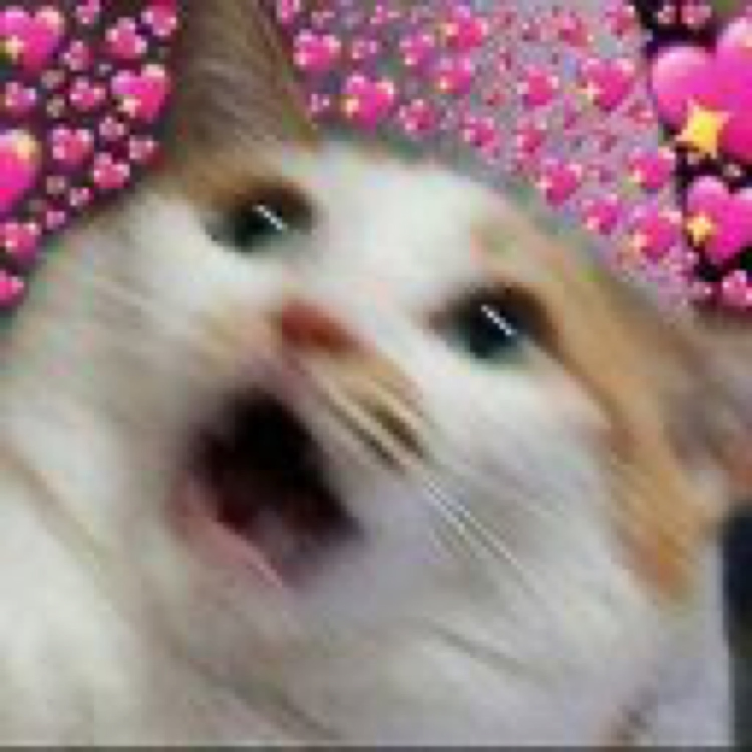 Orange and white cat mid-scream surrounded by a storm of pink heart emojis