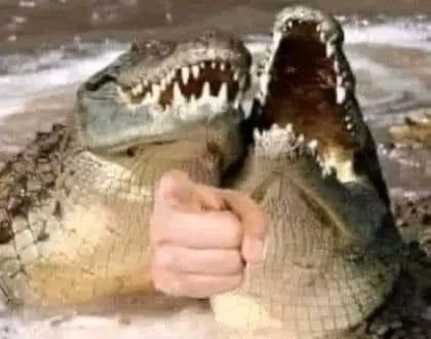 Crocodile with open jaws next to a fist bump, ready to bump