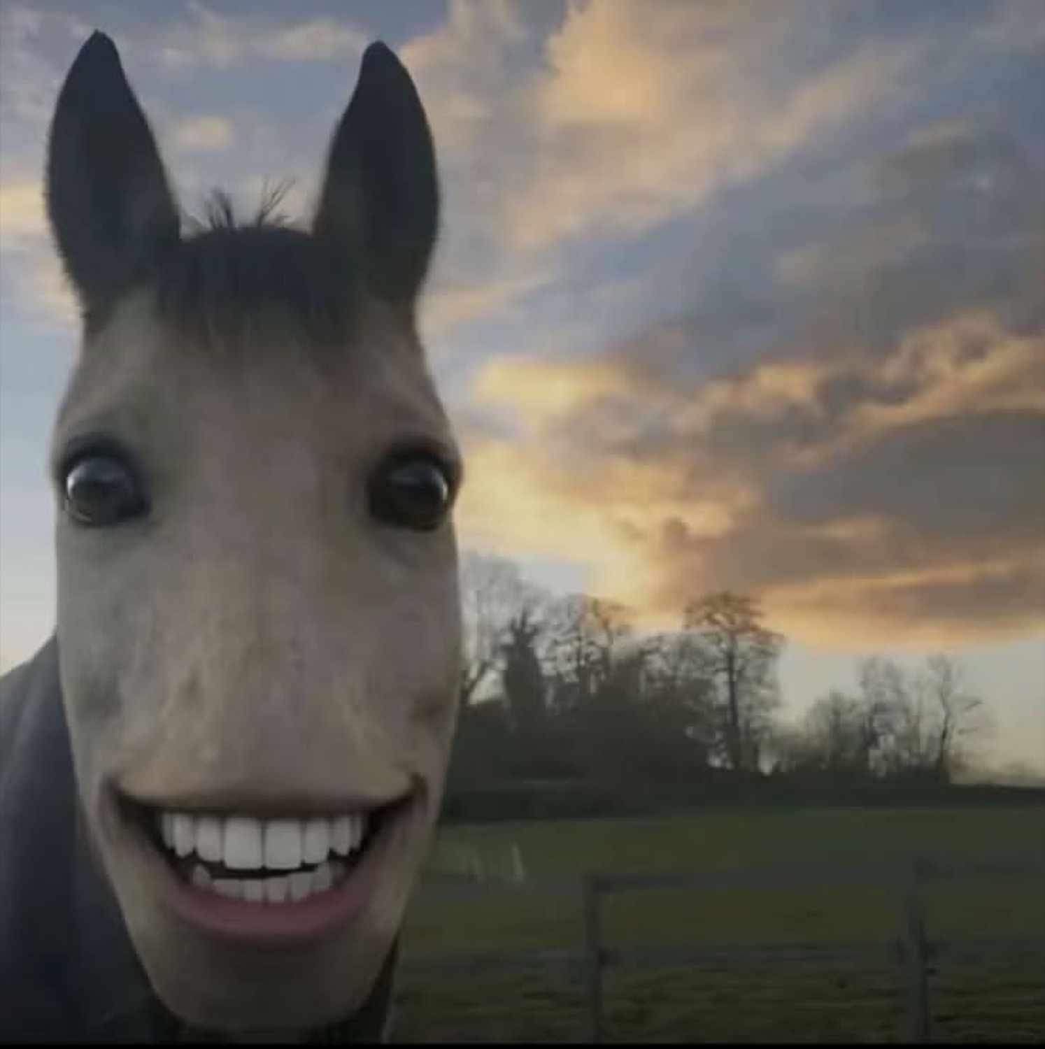 Horse grinning at the camera like it just heard something hilarious at sunset