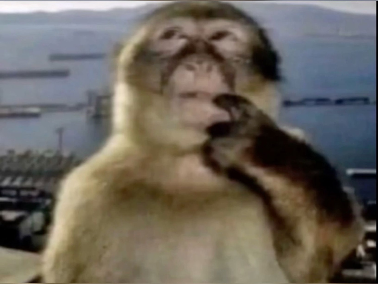 Barbary macaque staring straight ahead with hand resting on its chin, deep in thought