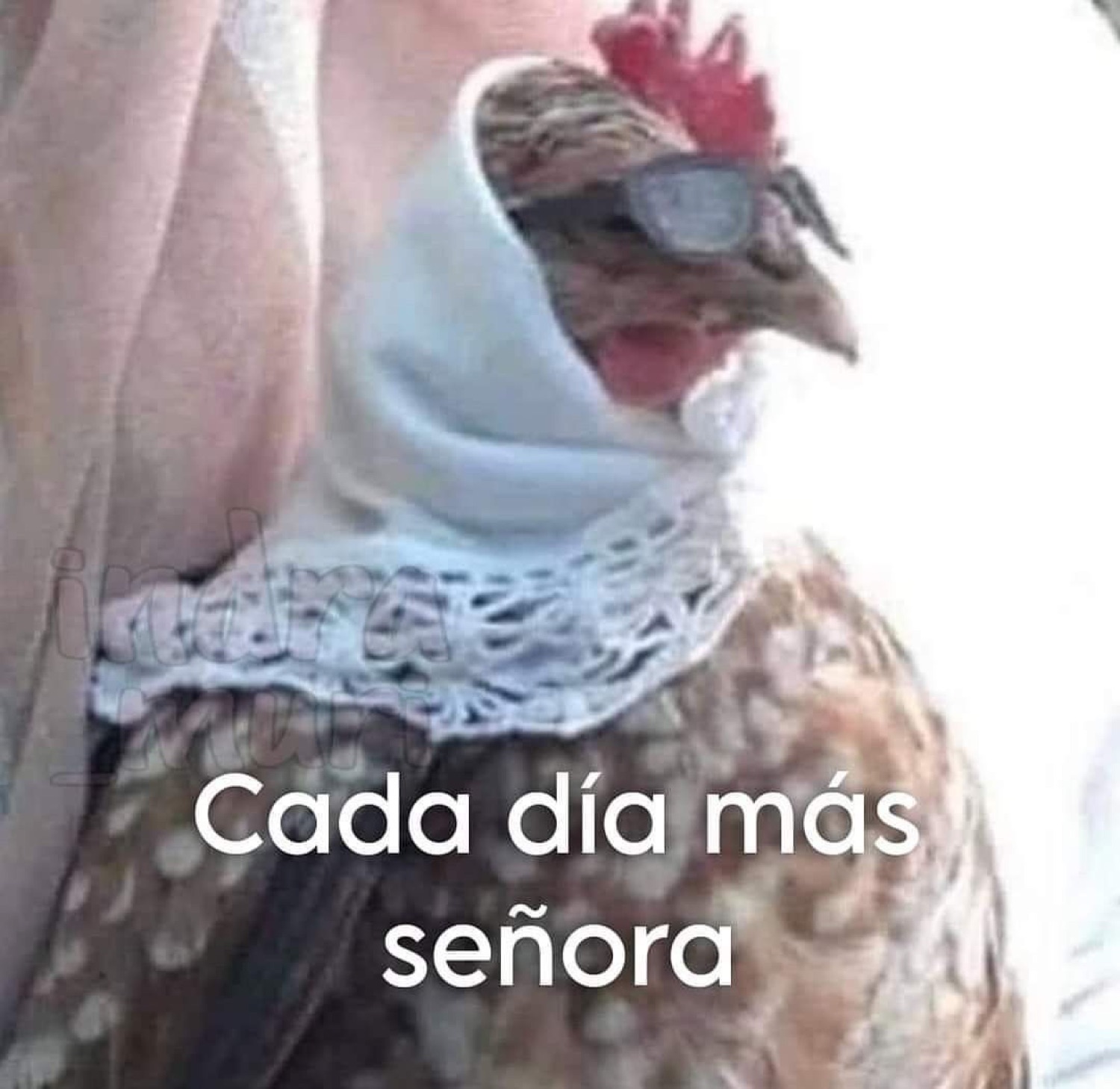 Chicken wearing sunglasses and a lace shawl captioned 'Cada día más señora'
