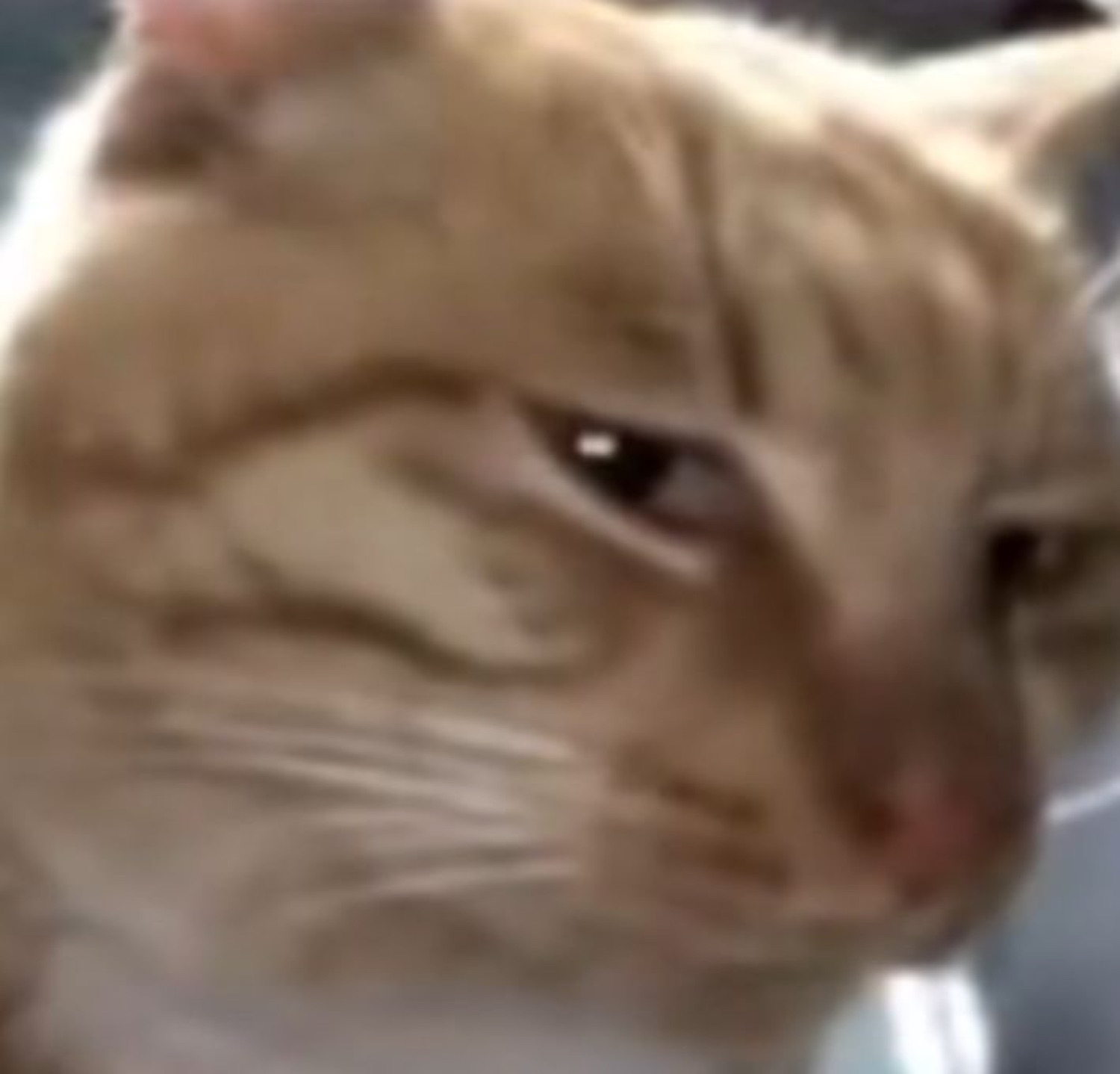 Orange cat with a smug, knowing side-eye and a sly little smirk