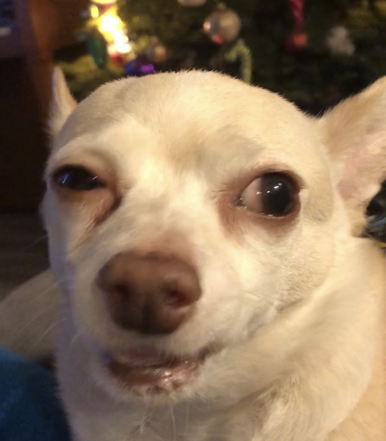 White chihuahua in front of a Christmas tree giving a skeptical, squinting side-eye
