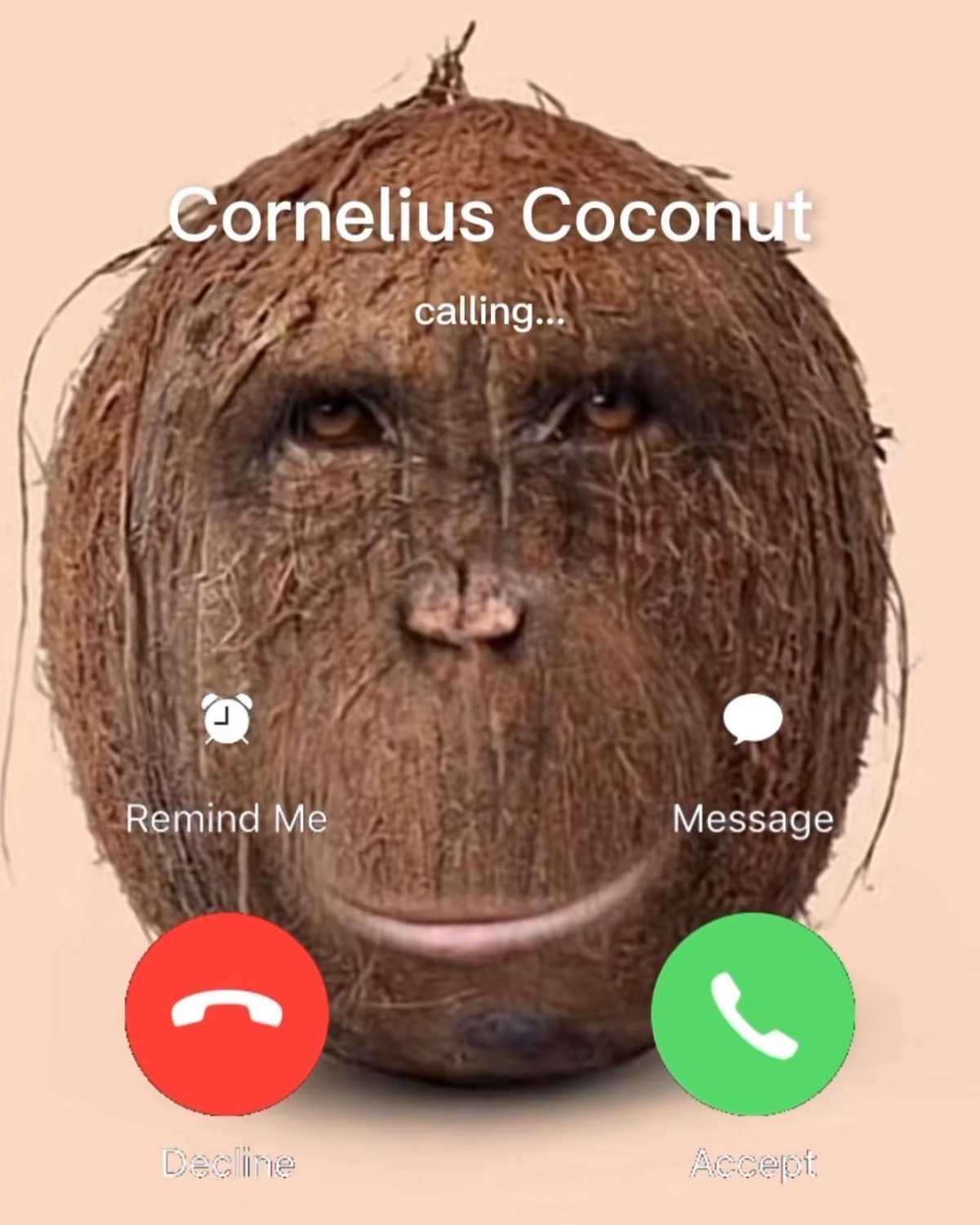 Fake incoming call from 'Cornelius Coconut', a coconut with a deadpan orangutan face