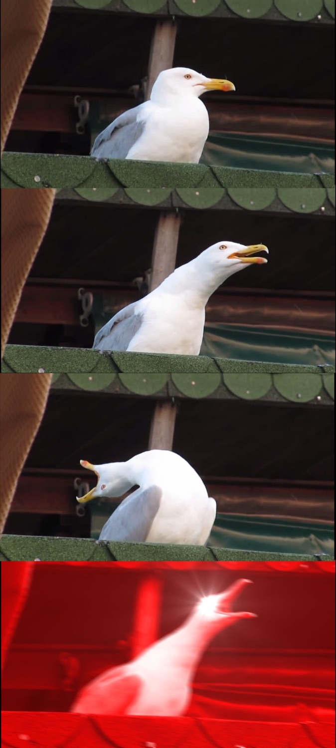 The inhaling seagull meme building up to a dramatic screech in a red flash