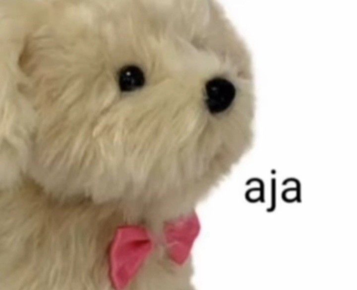 Fluffy white toy dog with a pink bow staring sideways, captioned 'aja'