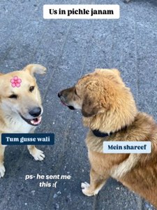 Two dogs face off on the pavement labeled 'the angry one' and 'the innocent one' from a past life
