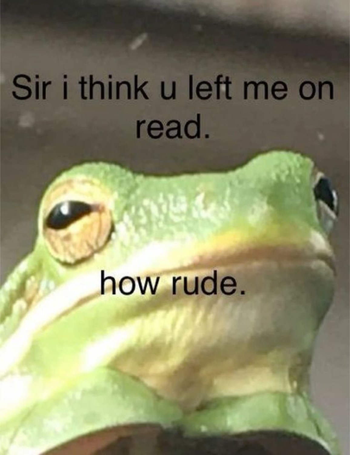 Green frog side-eyeing the camera captioned 'Sir i think u left me on read. how rude'
