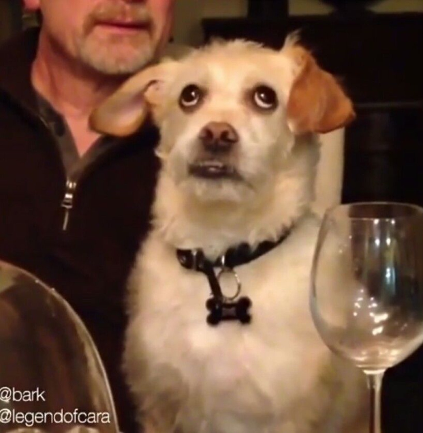 Scruffy dog at the dinner table with big worried side-glancing eyes