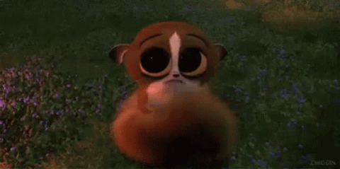 Mort from Madagascar standing in the grass staring at the camera