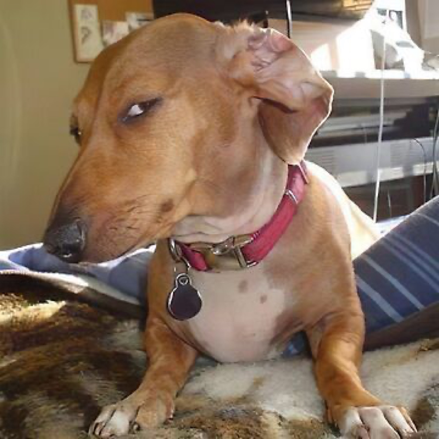 Dachshund lounging on a blanket throwing a sharp sideways side-eye