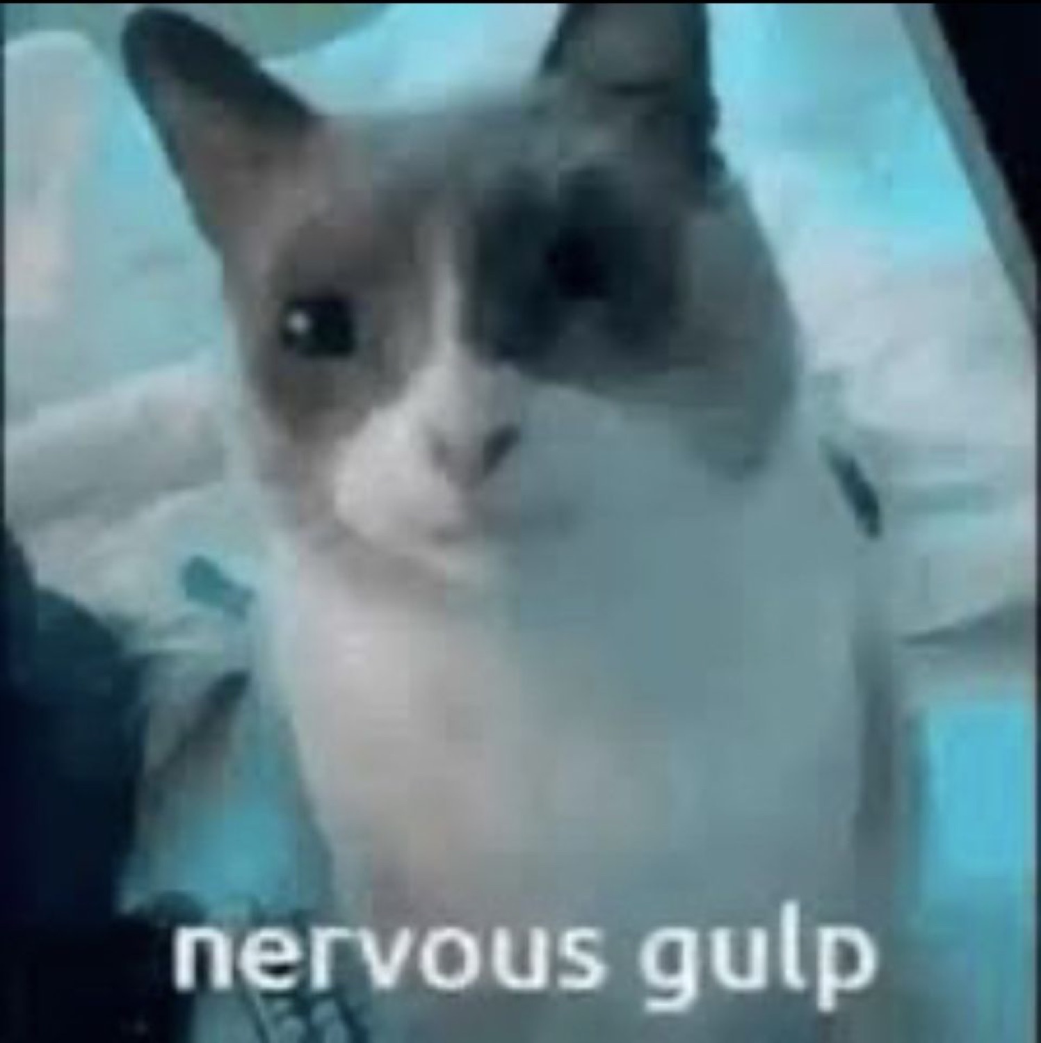 Blurry cat looking uneasy at the camera captioned 'nervous gulp'
