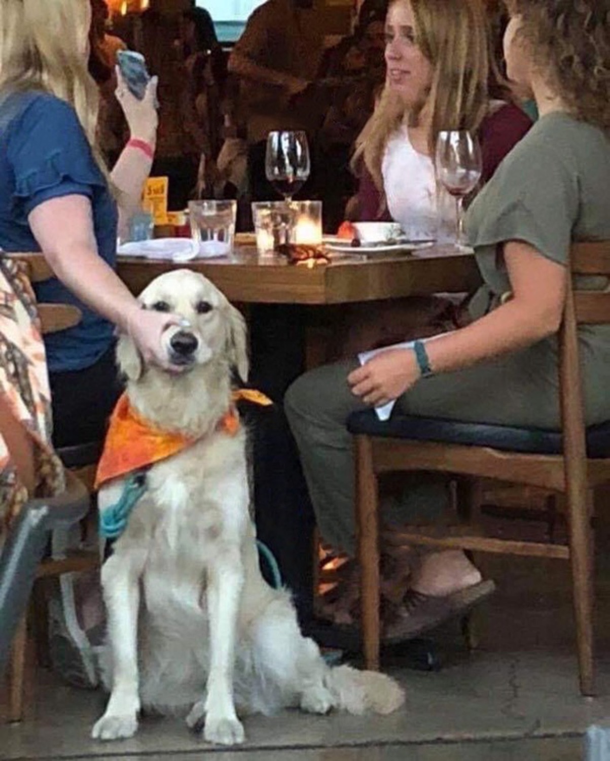 Golden retriever in an orange bandana sitting patiently at a restaurant table, totally unbothered