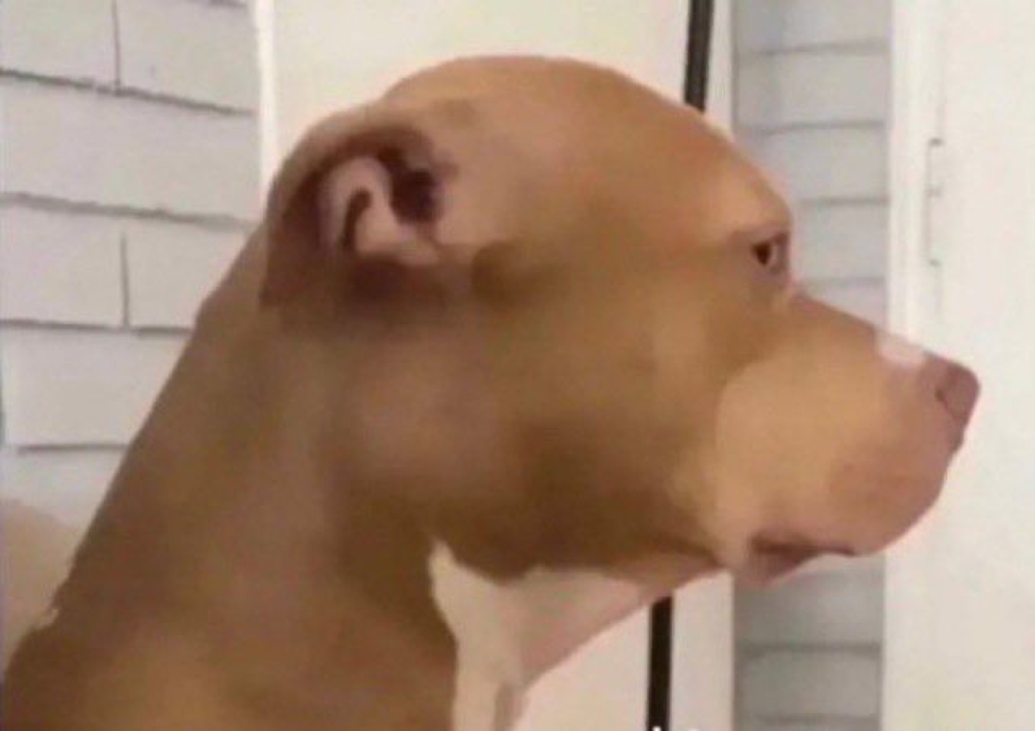Pit bull in profile ignoring the camera with a cool, unbothered look