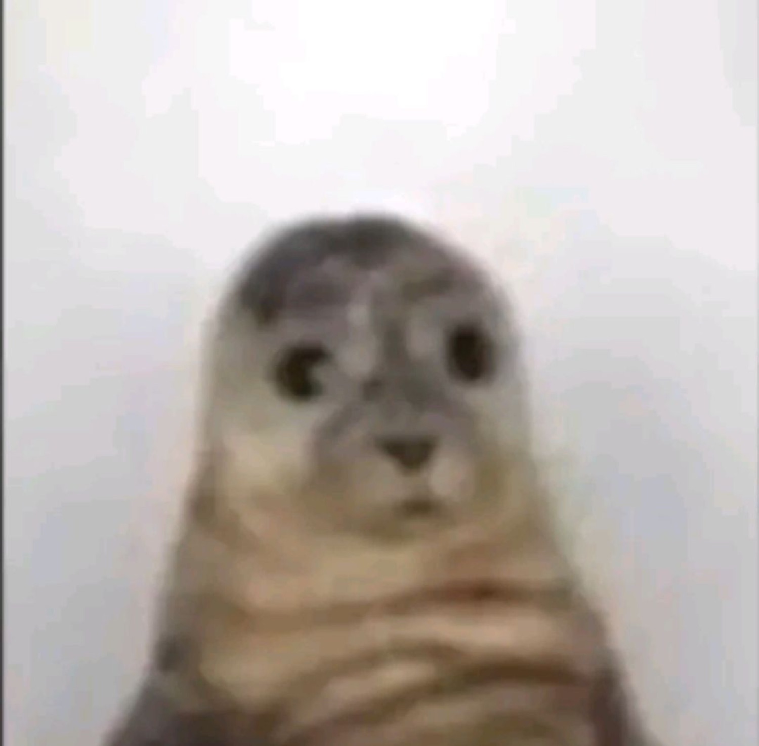 A seal staring straight at the camera with a completely blank, deadpan face