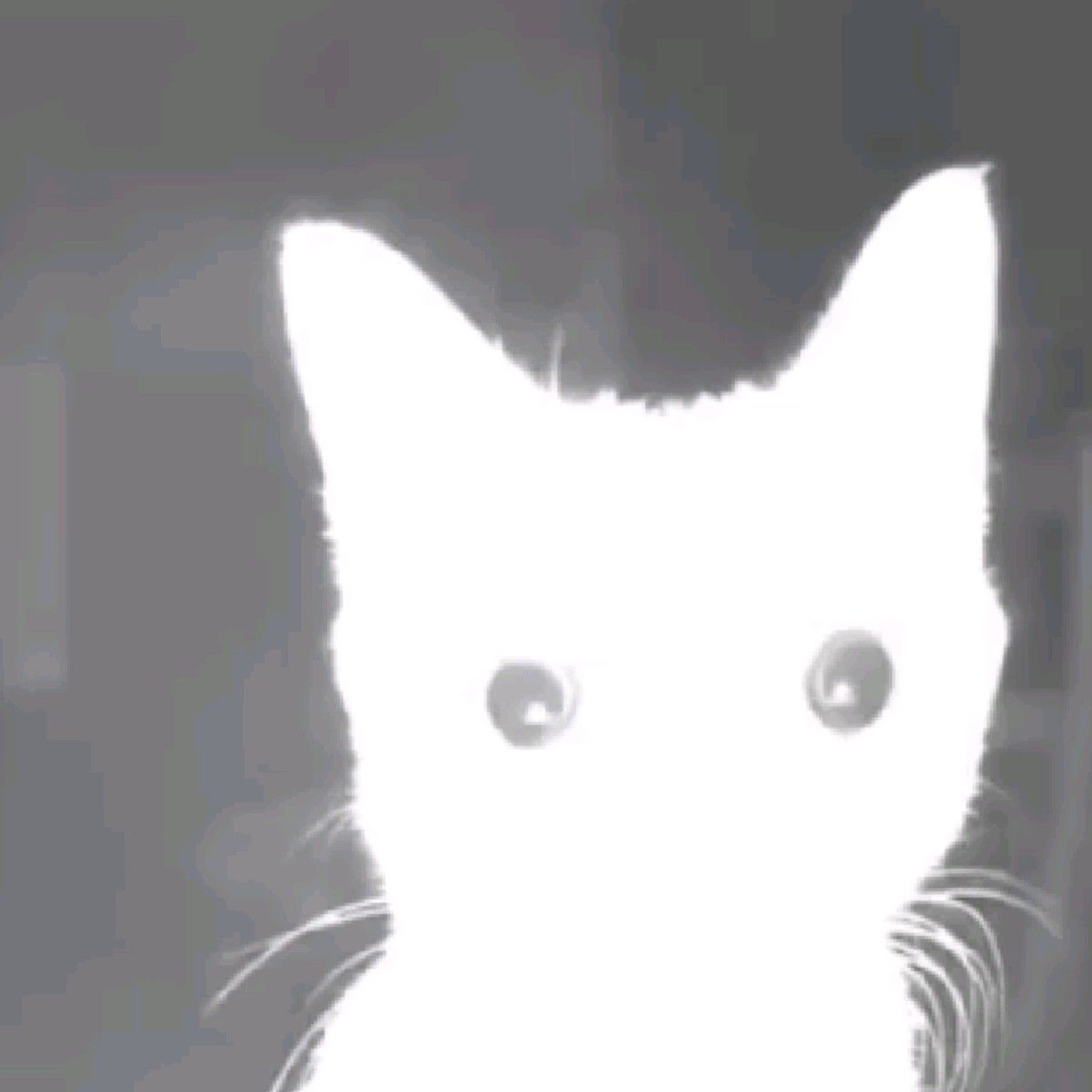 Glowing white cat lit up like a ghost, staring straight ahead with a blank, eerie face