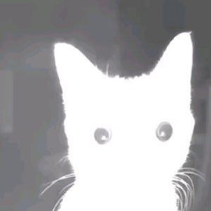 Glowing white cat lit up like a ghost, staring straight ahead with a blank, eerie face