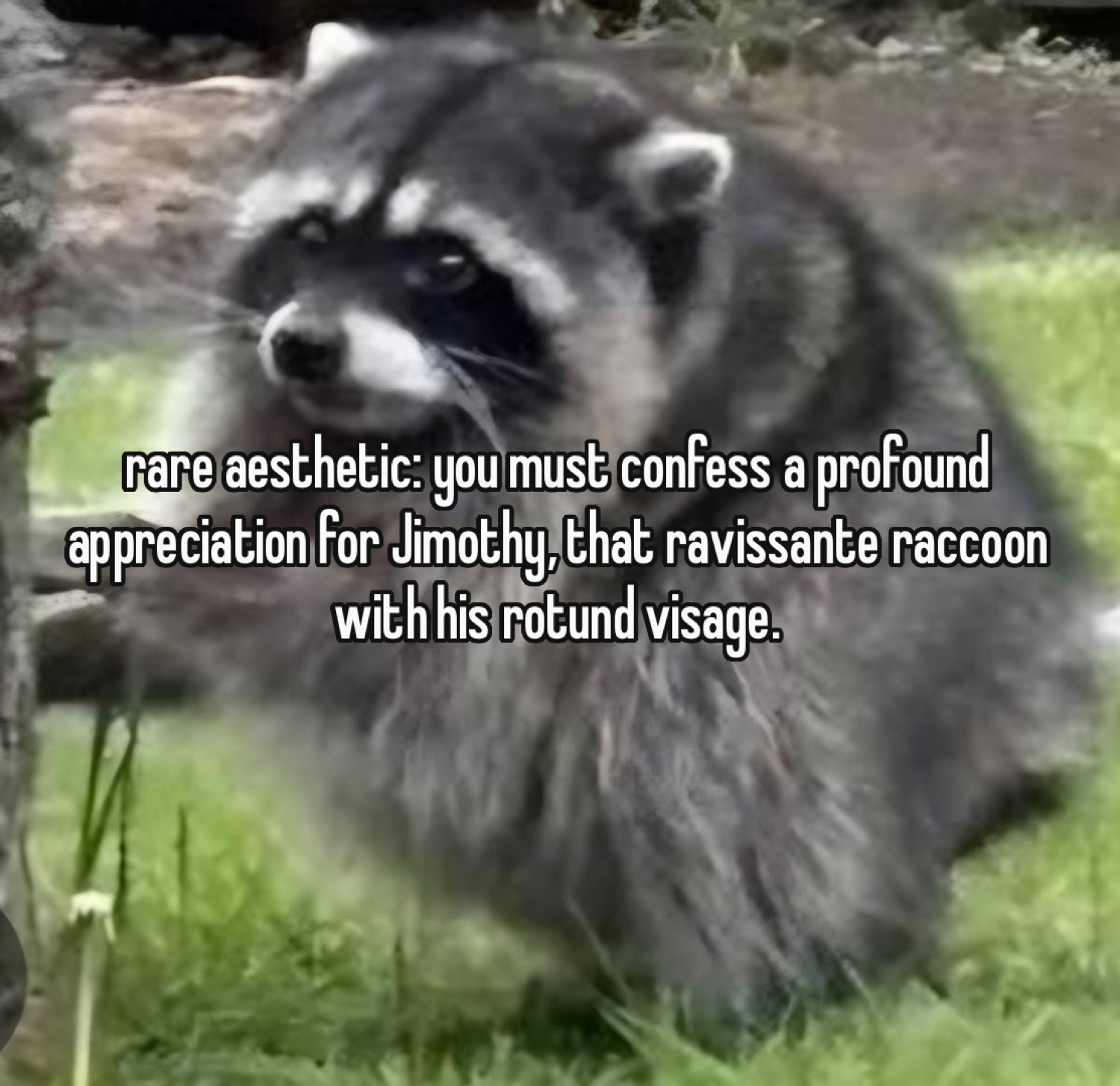 Jimothy the raccoon in grass with 'rare aesthetic: you must confess a profound appreciation for Jimothy, that ravissante raccoon with his rotund visage.'