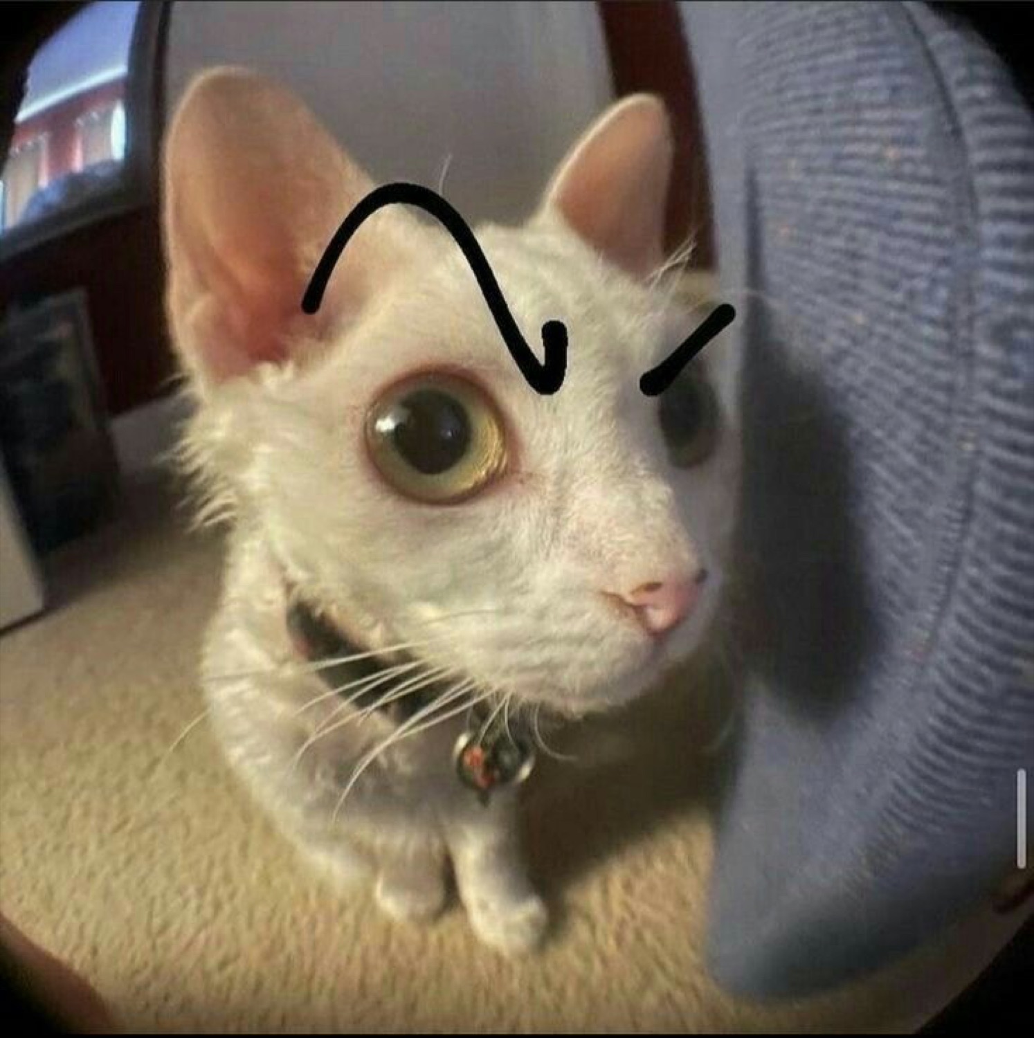 White Devon Rex cat with drawn-on angry eyebrows staring up with wide suspicious eyes