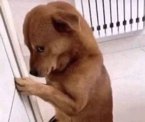 Dog standing up against a door frame with its face hidden, looking sheepishly ashamed
