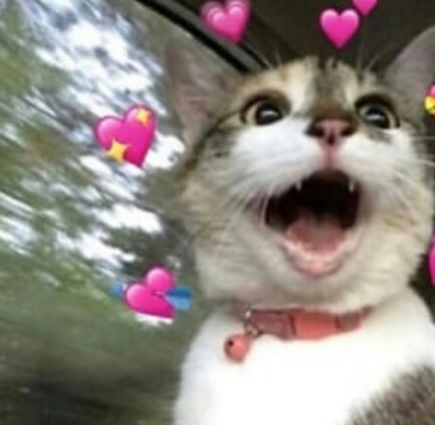 Wide-eyed cat with mouth open in delight surrounded by pink heart emojis