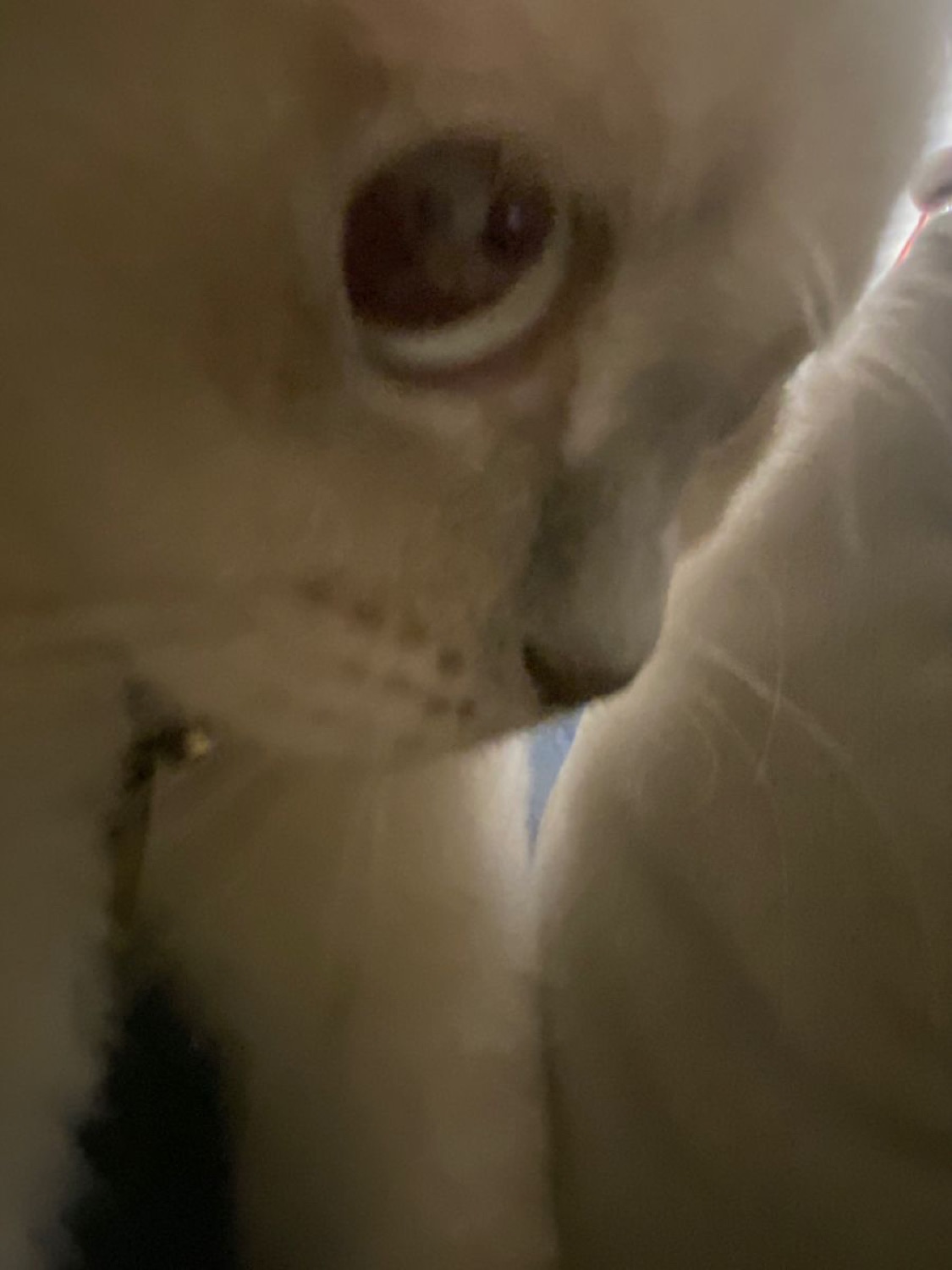 Extreme blurry close-up of a pale cat's wide startled eye