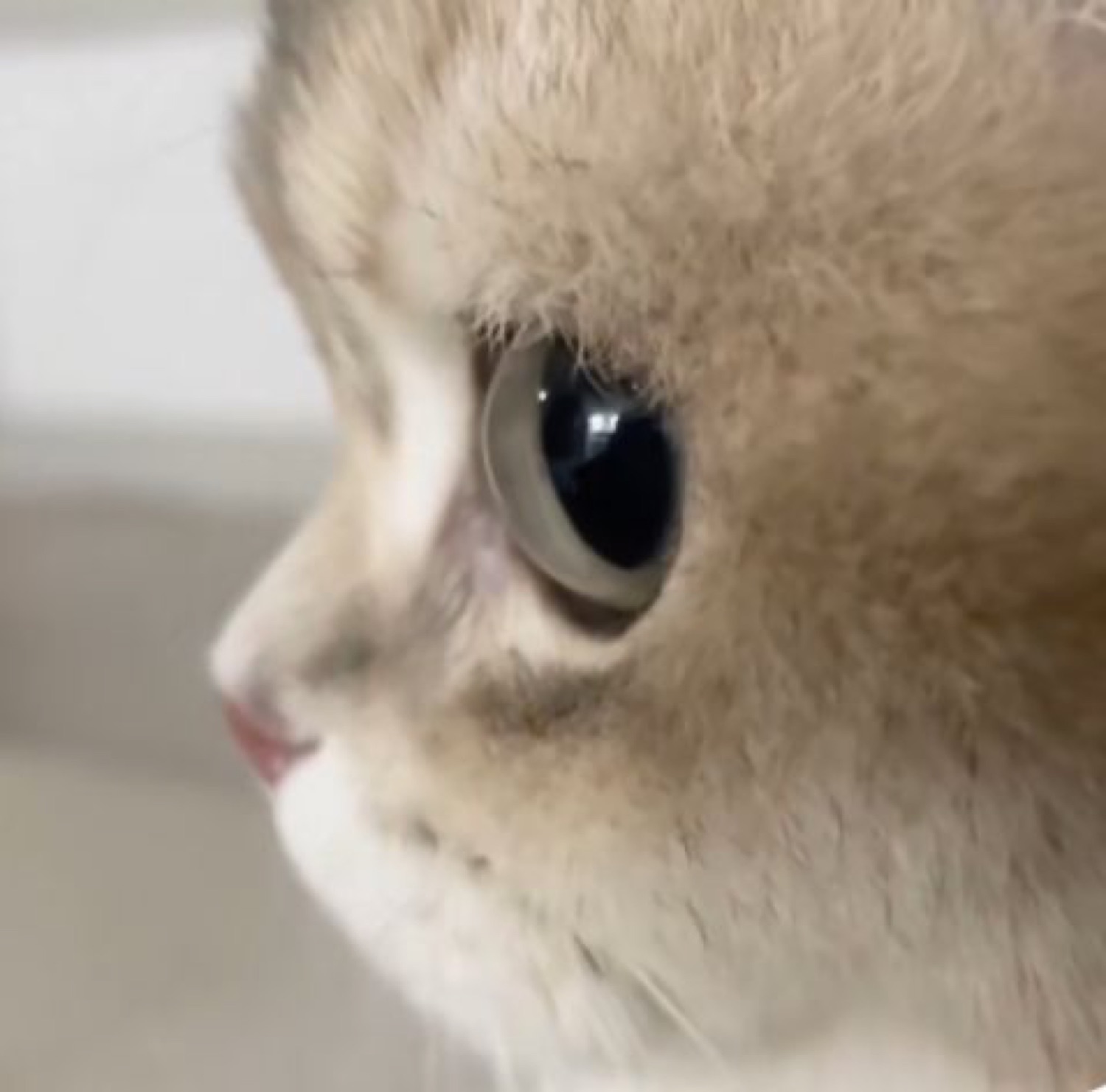 Fluffy cat in profile staring off into the distance with a big, glassy eye