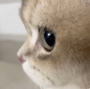 Fluffy cat in profile staring off into the distance with a big, glassy eye