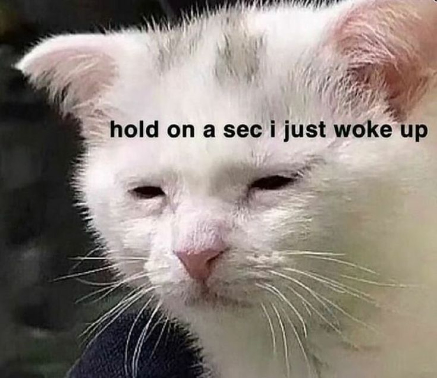 Groggy white cat with half-closed eyes captioned 'hold on a sec i just woke up'