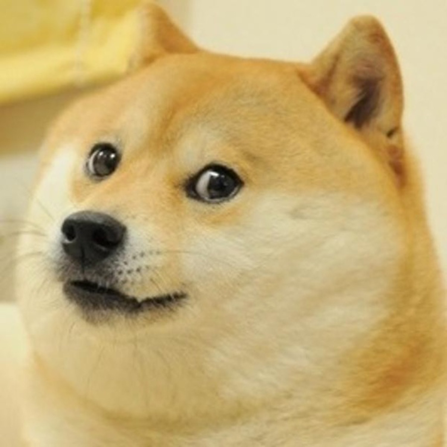 The classic Doge Shiba Inu giving a wary, sideways side-eye stare