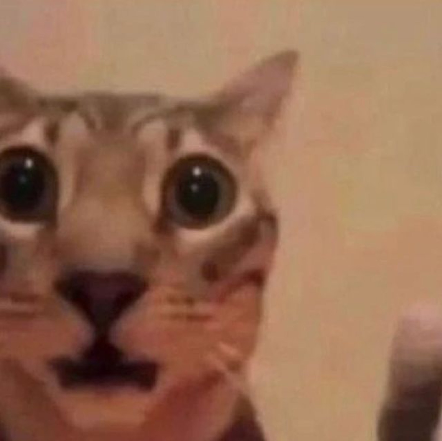 Orange tabby cat with enormous dilated eyes, mouth slightly open in alarm