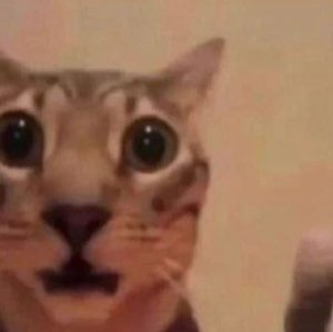 Orange tabby cat with enormous dilated eyes, mouth slightly open in alarm