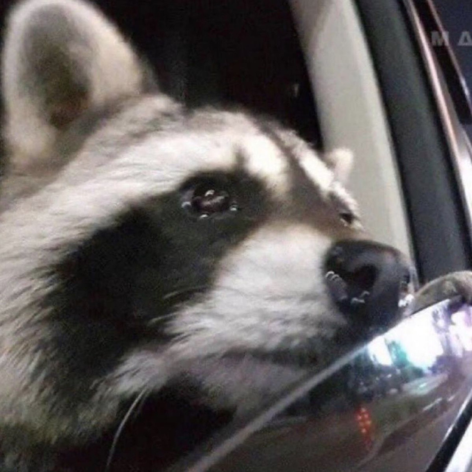 Raccoon peering through a car window with intense, unblinking eyes