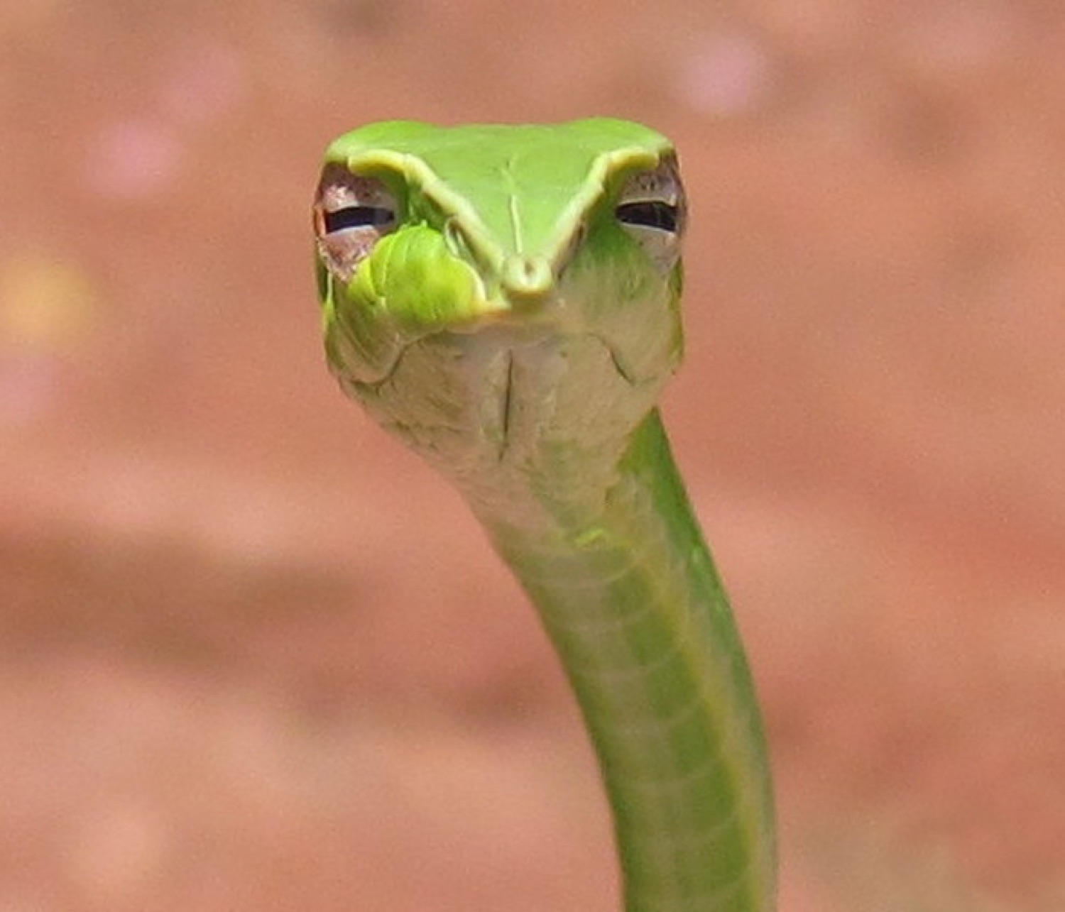 Green snake staring straight into the camera with maximum suspicious side-eye