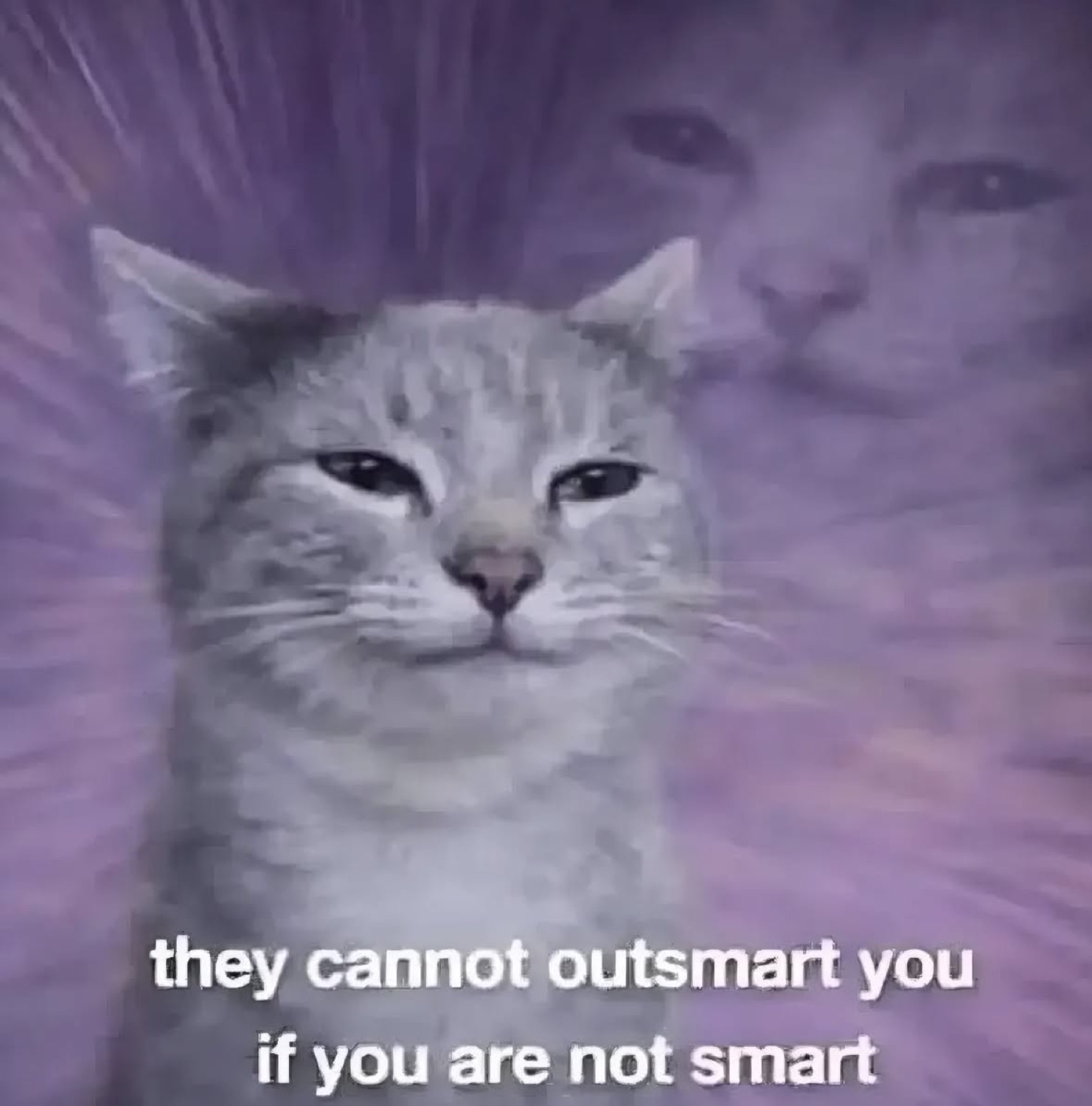 Smug grey cat over a purple glow: 'they cannot outsmart you if you are not smart'