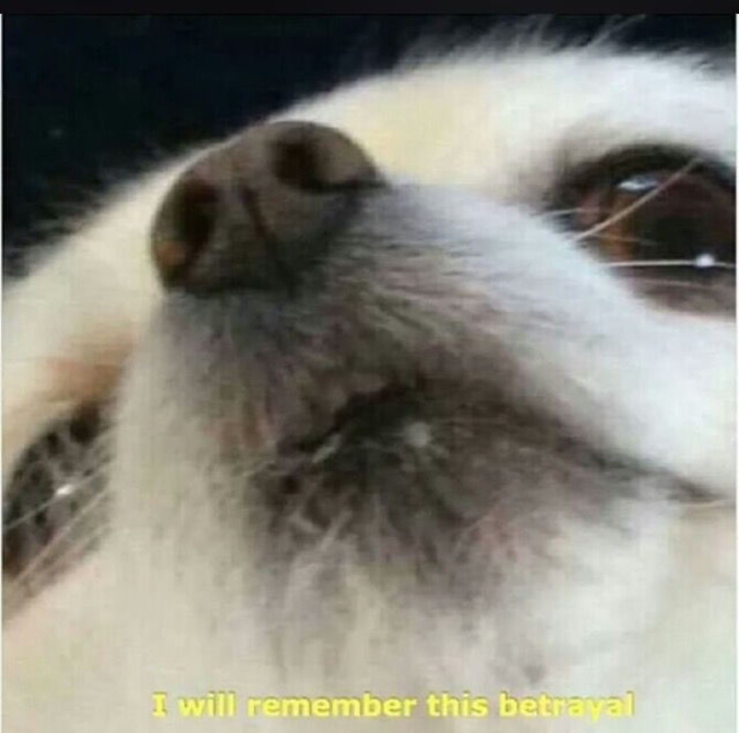 Extreme close-up of a fluffy dog glaring, captioned 'I will remember this betrayal'