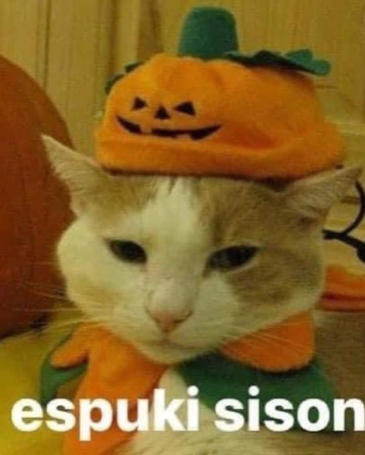 Cat in a felt pumpkin hat looking unimpressed under 'espuki sison'