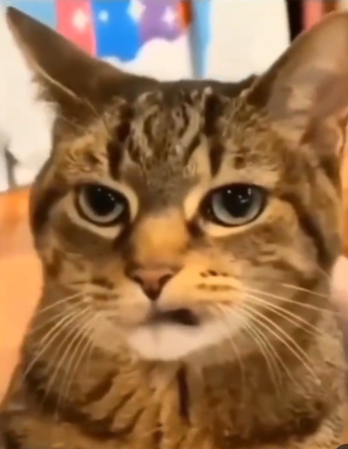 Tabby cat staring straight at the camera with a tired, mildly disappointed look