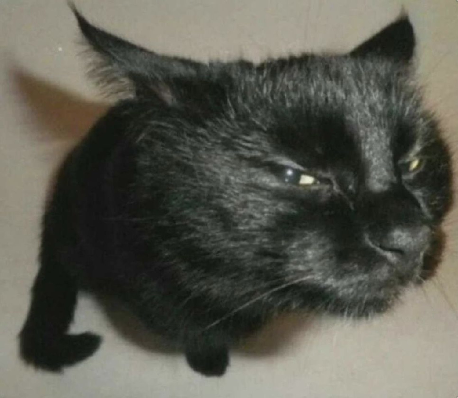 Black cat curled up with narrowed eyes giving a deeply unimpressed, judgmental look
