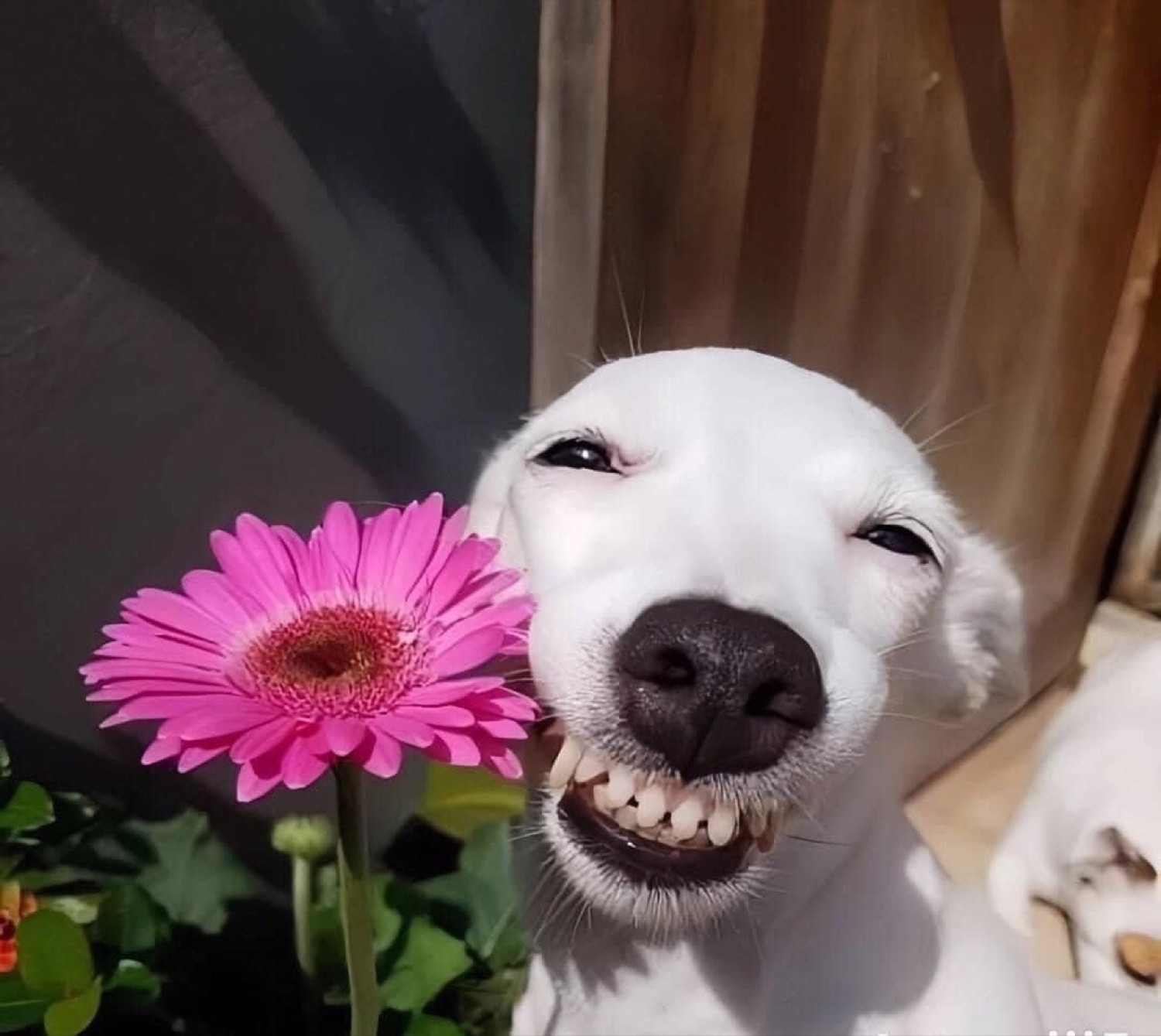 Smiling white dog next to a pink flower