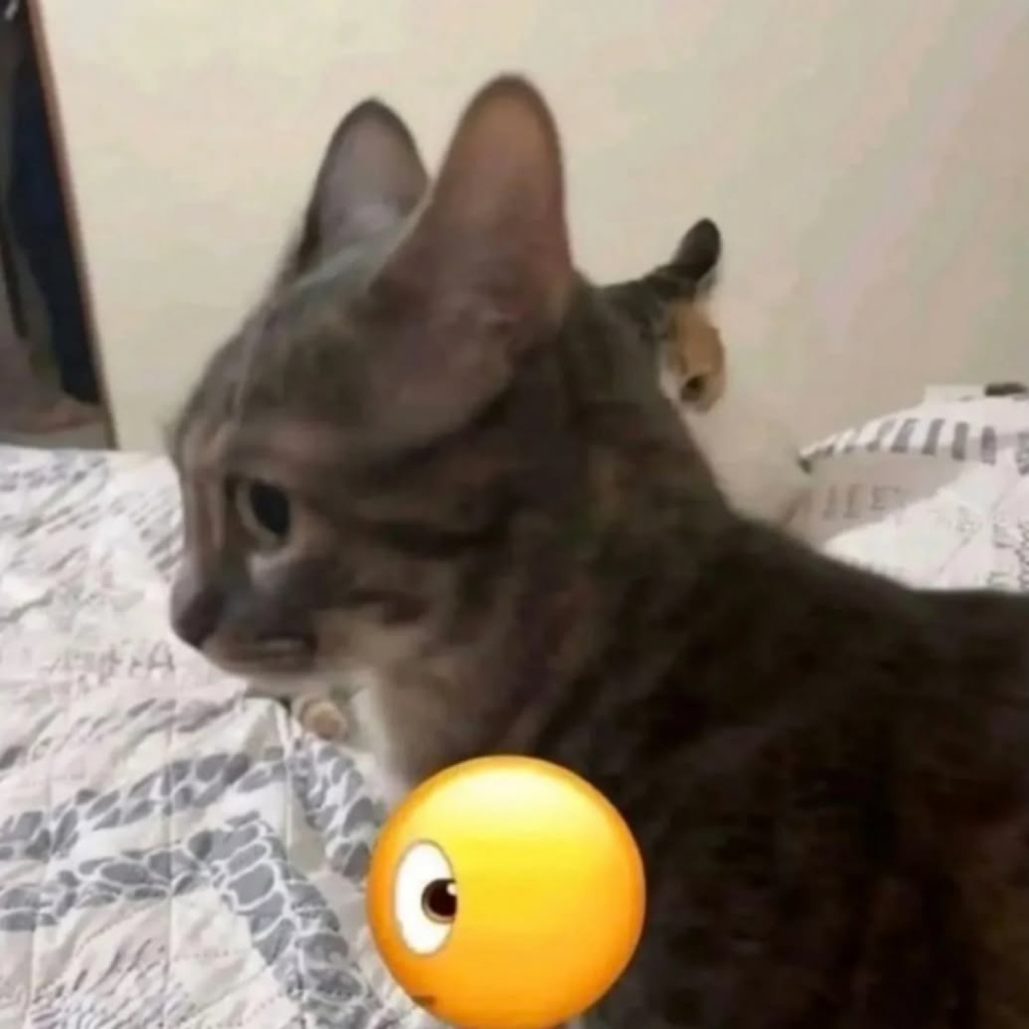 Gray cat looking away with a side-eye emoji placed over it, another cat lurking behind