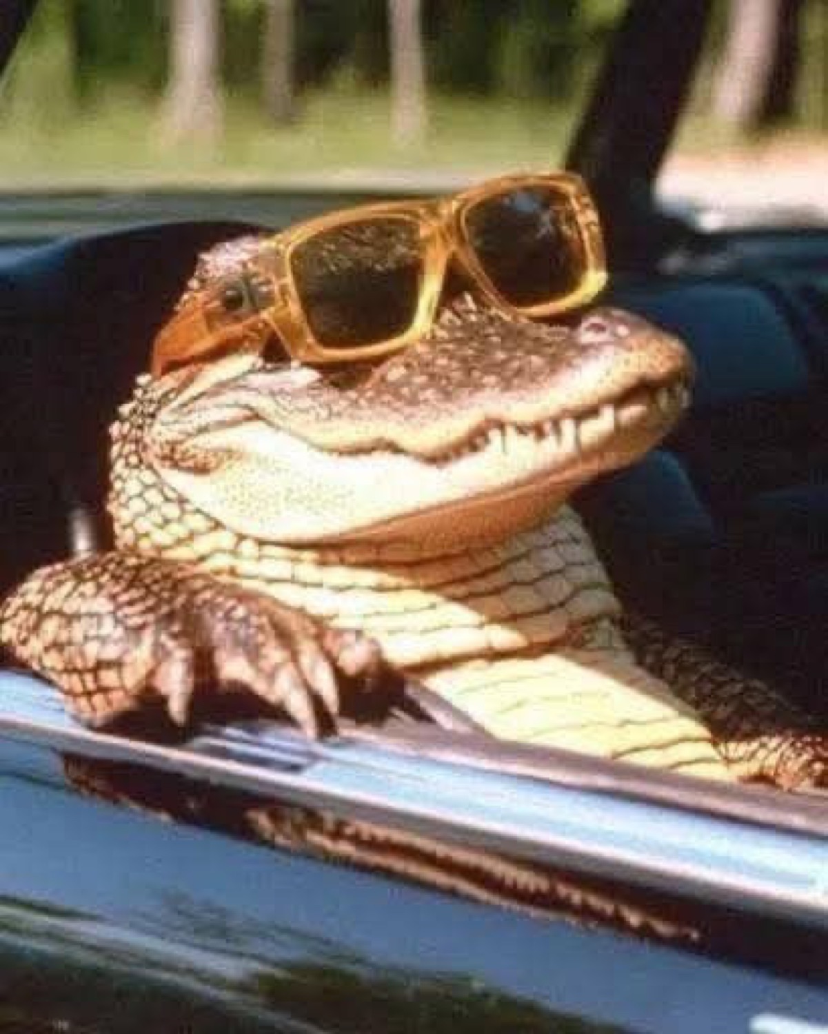 Alligator in gold sunglasses leaning out of a car window like a boss