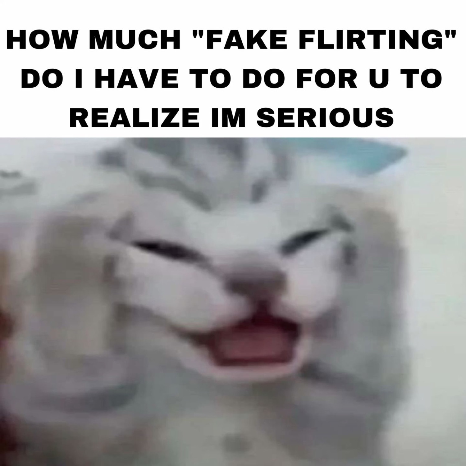 Squinting white cat mid-yowl over 'HOW MUCH FAKE FLIRTING DO I HAVE TO DO'