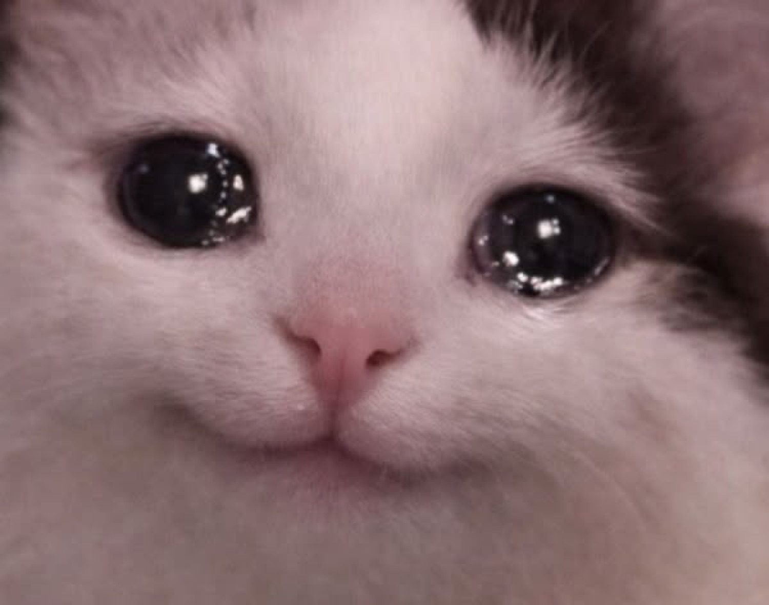 White kitten close-up with huge glassy eyes welling up on cue