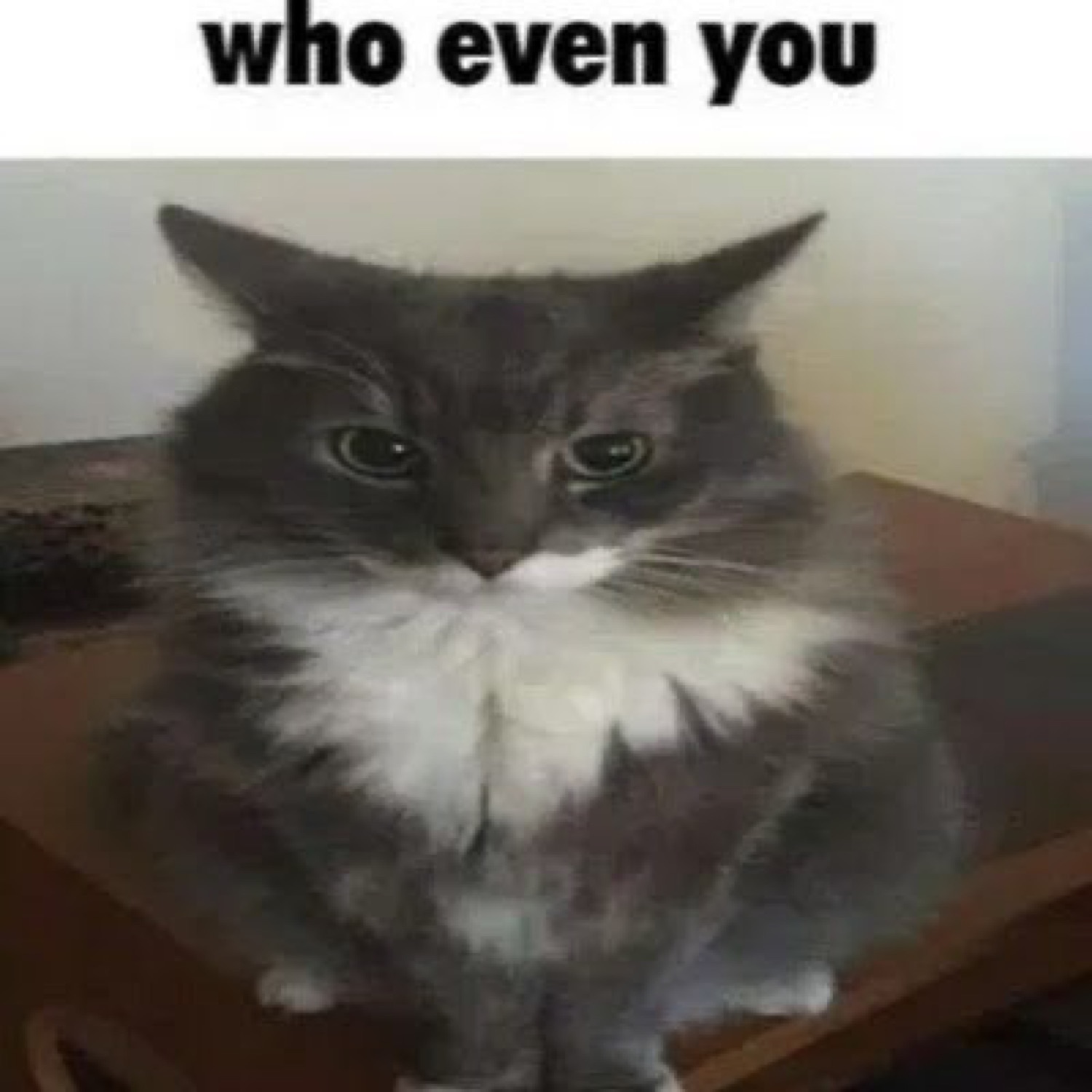 Fluffy gray cat glaring straight ahead, captioned 'who even you'