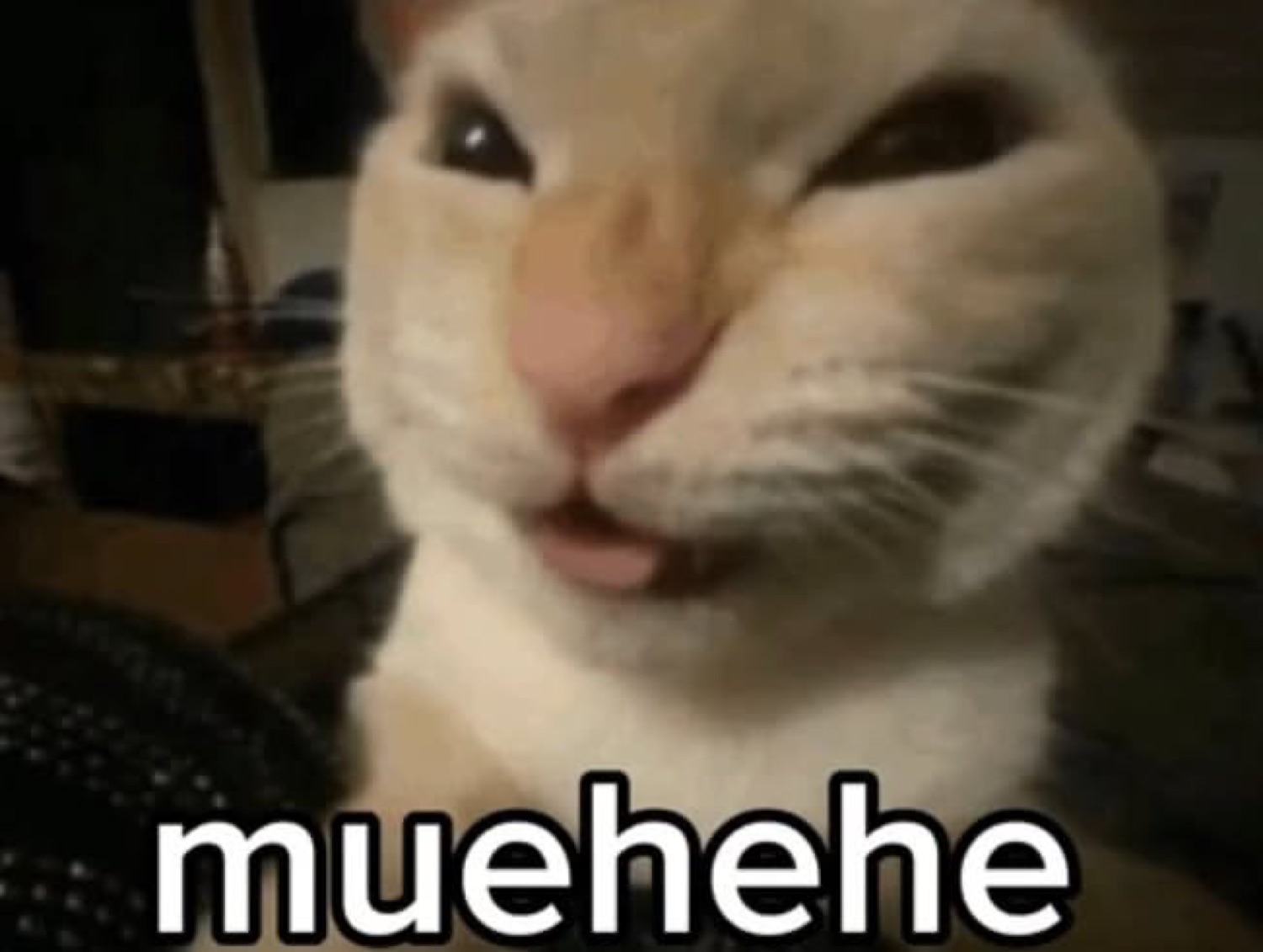 Cat with a sly squinting grin: 'muehehe'