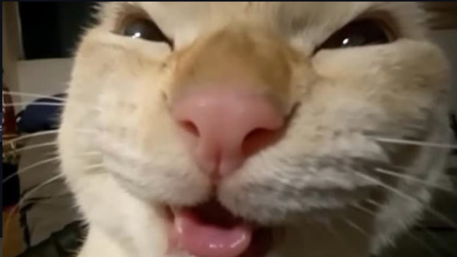 Extreme close-up of a cream cat mid-meow with its tongue out