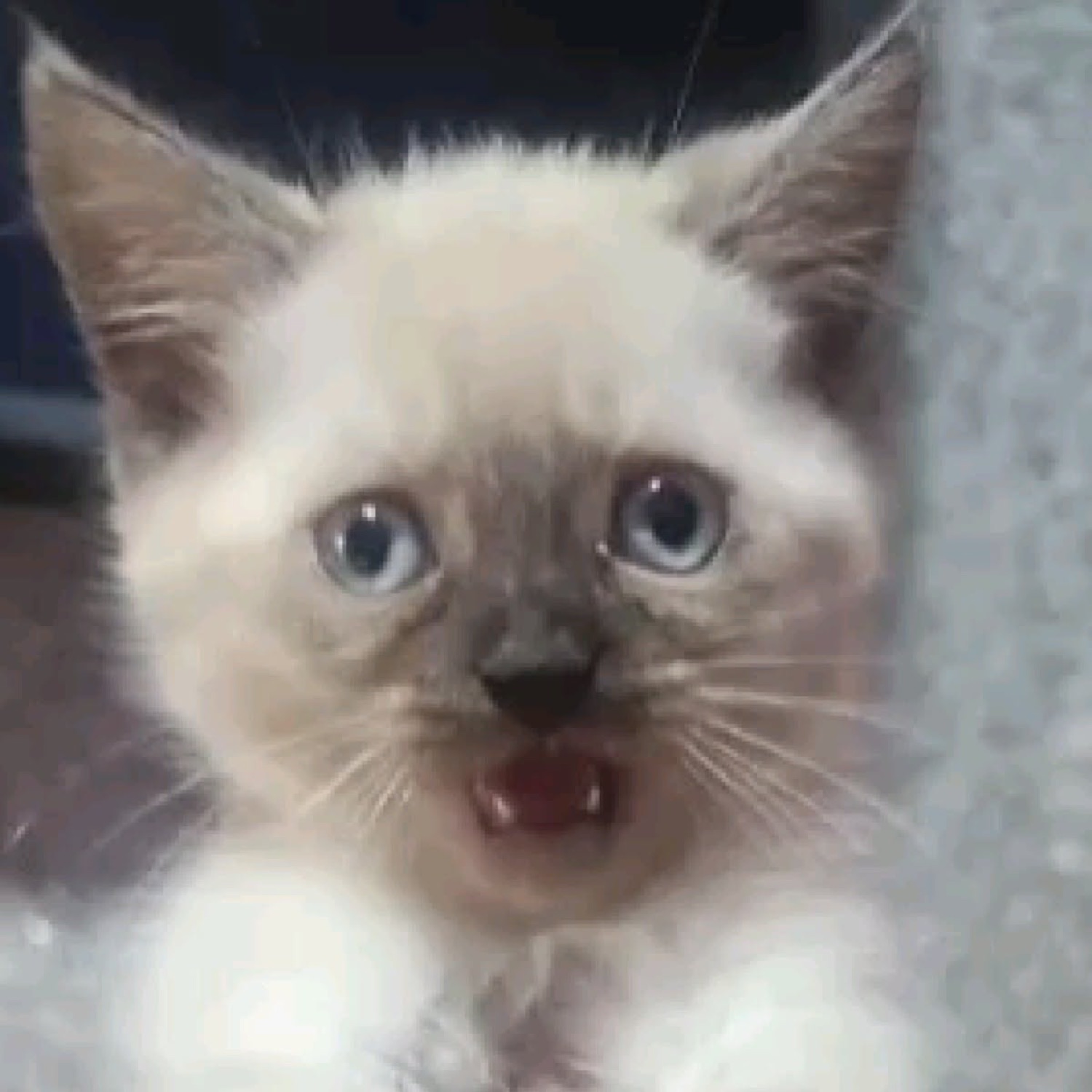 Wide-eyed siamese kitten caught mid-meow looking utterly startled