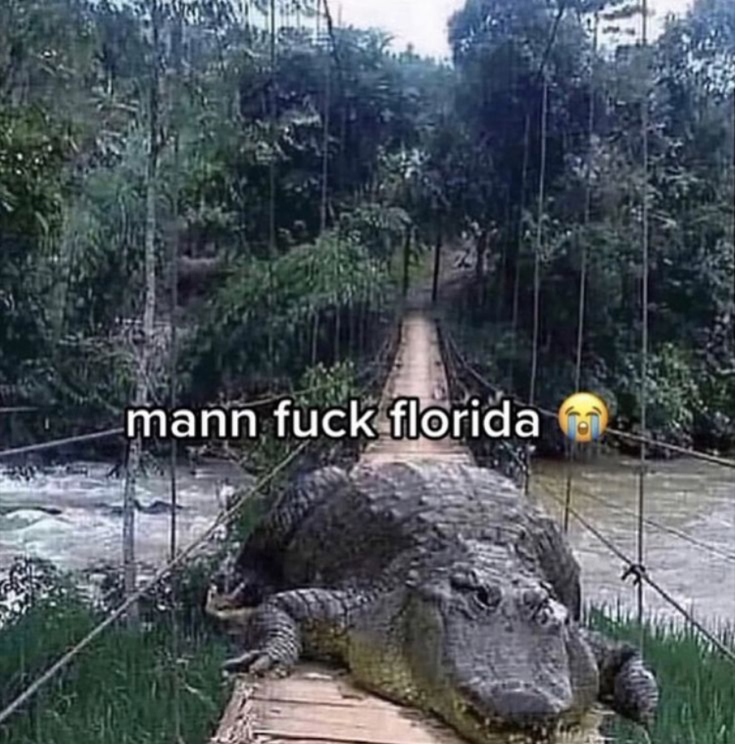 Huge alligator blocking a jungle footbridge captioned 'mann fuck florida'