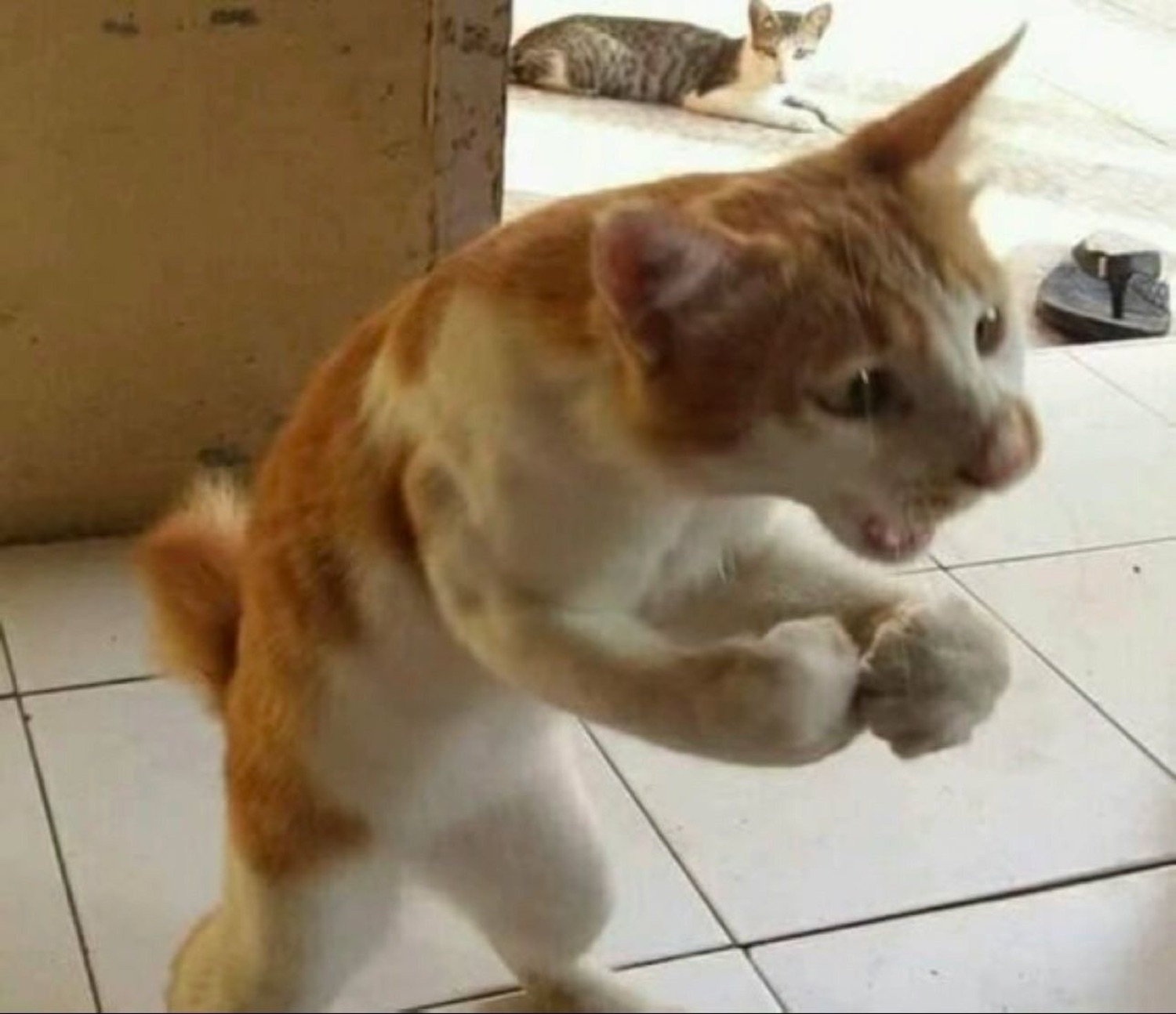 Orange cat standing up in a boxing stance